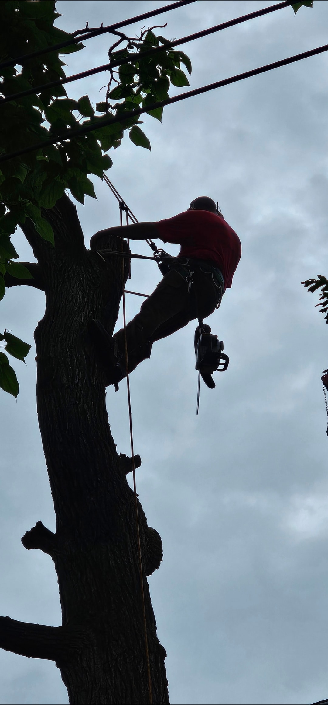 Tree climber with chainsaw