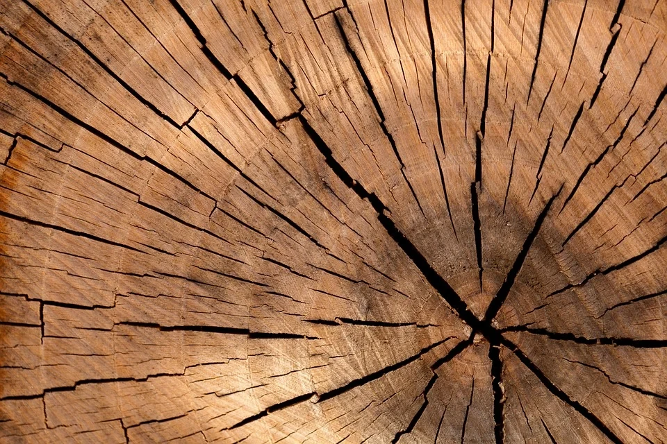 Tree stump cross section