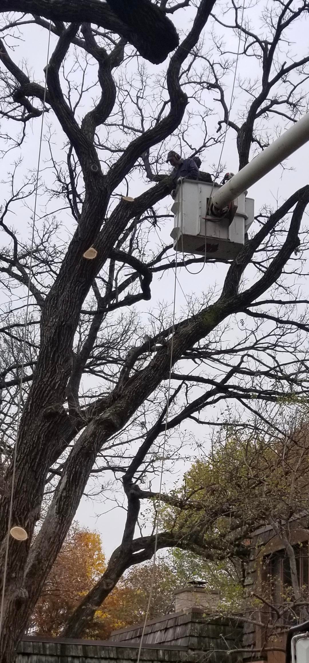 Bucket truck trimming large oak
