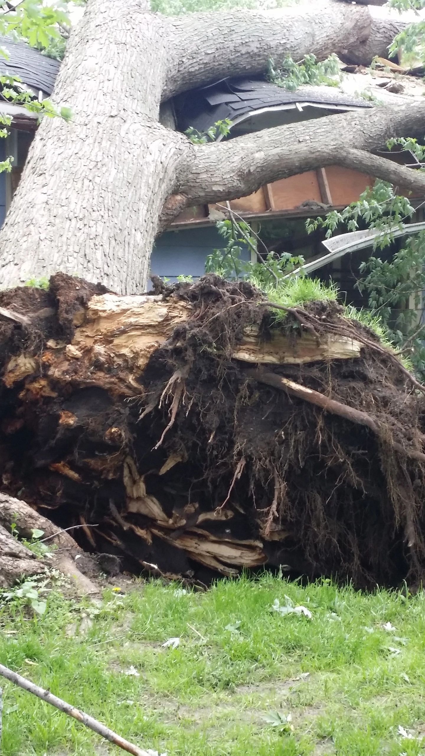 Large tree uprooted into house storm damage